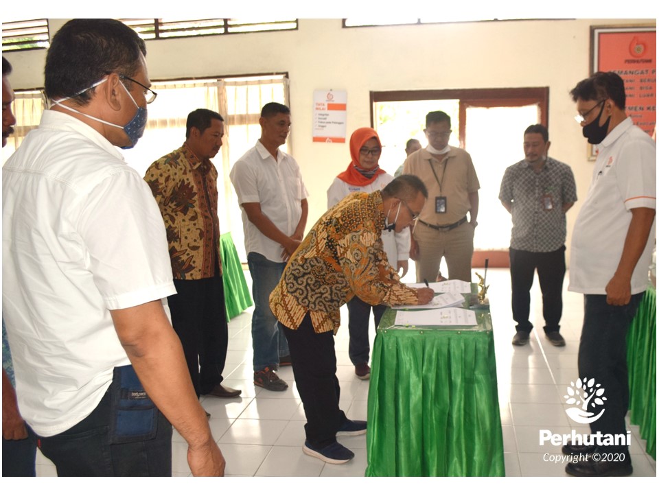 Perhutani Perhutani Bersama Pg Tjoekir Dan Lmdh Kerjasama Agroforestry