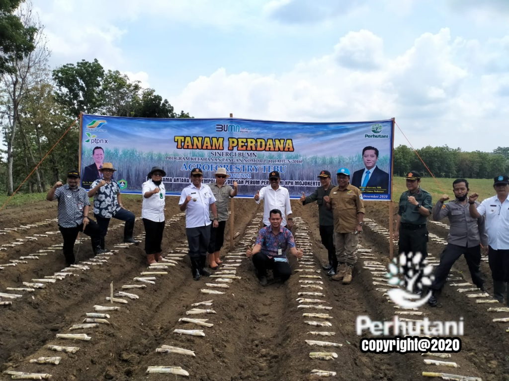 Perhutani Perhutani Dan PTPN X Tanam Perdana Agroforestry Tebu Di Hutan