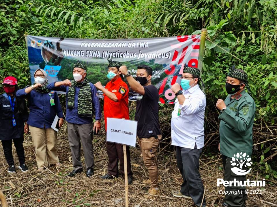 Perhutani Perhutani Bersama Kementerian Lhk Lepasliarkan Kukang Jawa Di