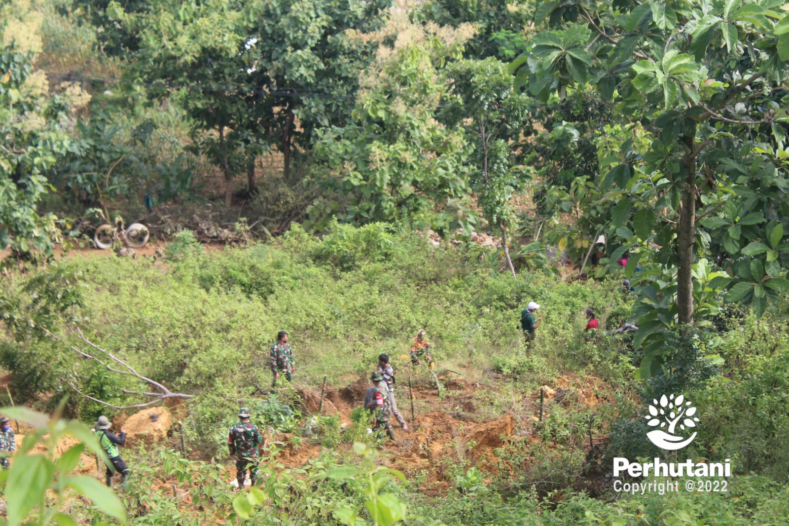 Perhutani Perhutani Kolaborasi Dengan Forkopimcam Grabagan Tuban Tanam