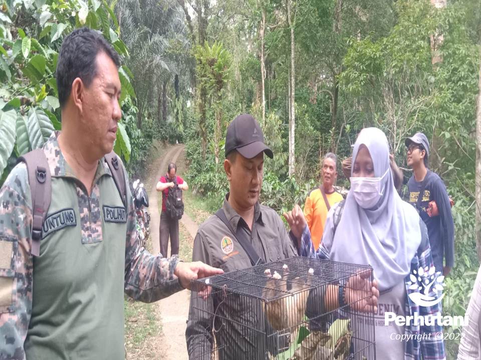 Perhutani Perhutani Bersama BKSDA Propinsi Jawa Tengah Pantau