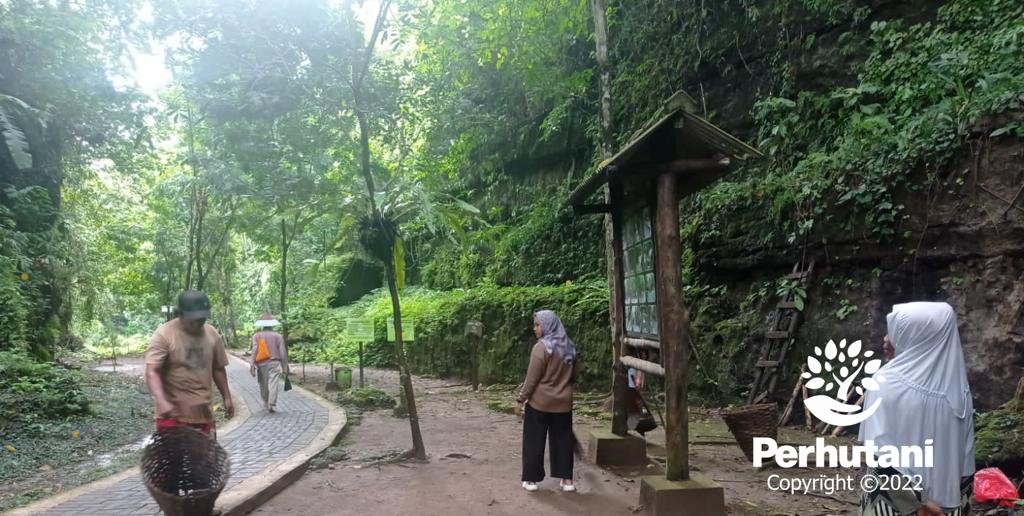 Perhutani Perhutani Ciamis Bersama Lmdh Green Forest Dan Pemandu