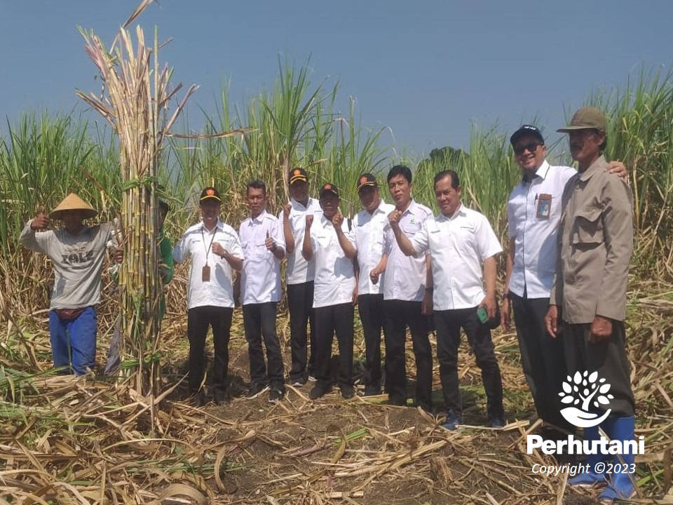 Perhutani Perhutani Panen Perdana Tebu Atm Di Sragen