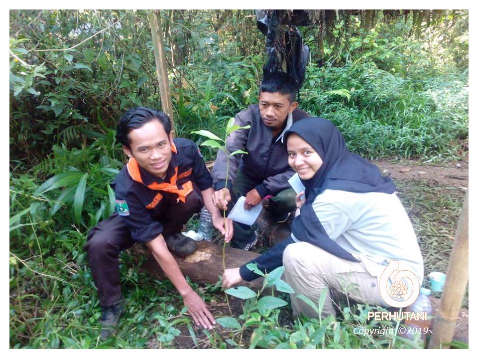 Perhutani Perhutani Bersama Mahasiswa UPI Menanam Pohon Di Hutan Lindung Cakrabuana Tasikmalaya