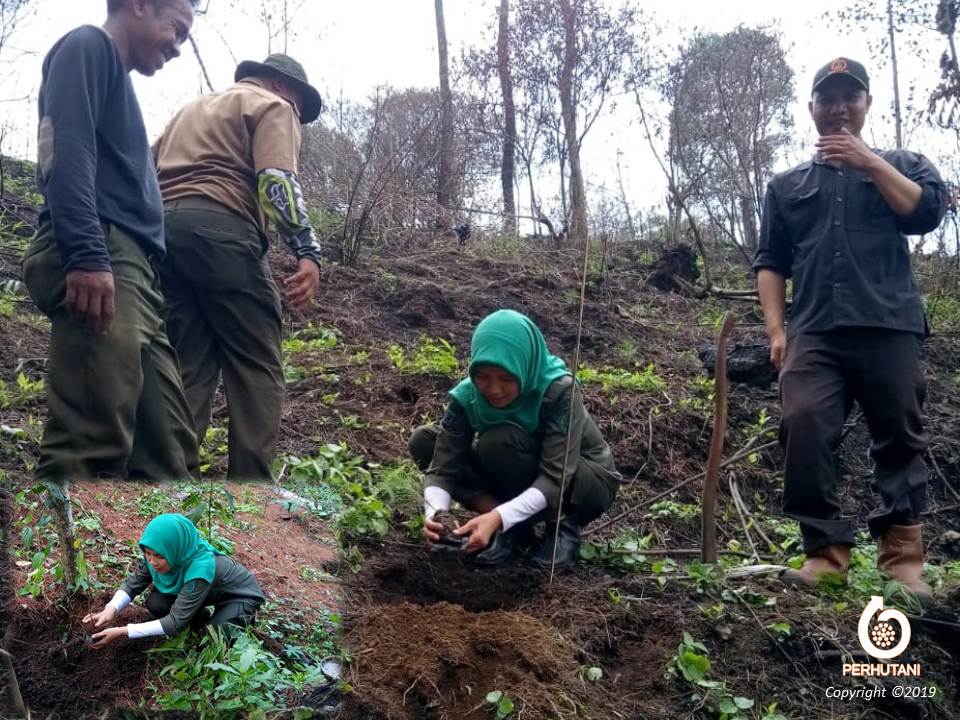 Perhutani Sukseskan Rhl Perhutani Dan Lmdh Lakukan Penanaman Bersama Di Tampomas Sumedang