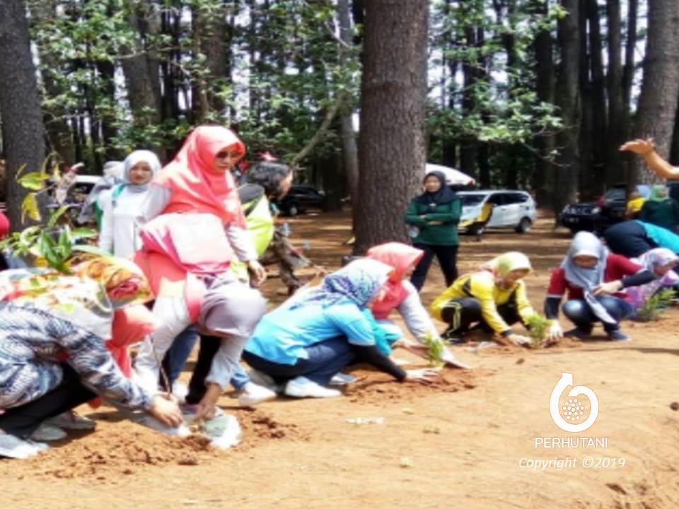 Perhutani Perhutani Dan Lmdh Tanam Bersama Wisata Cemoro Sewu Perhutani 2311