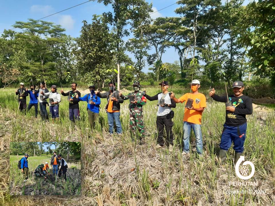 Perhutani Perhutani Dan Lmdh Rimba Mas Sejahtera Tanam 750 Bibit Mangga Di Saradan 1846