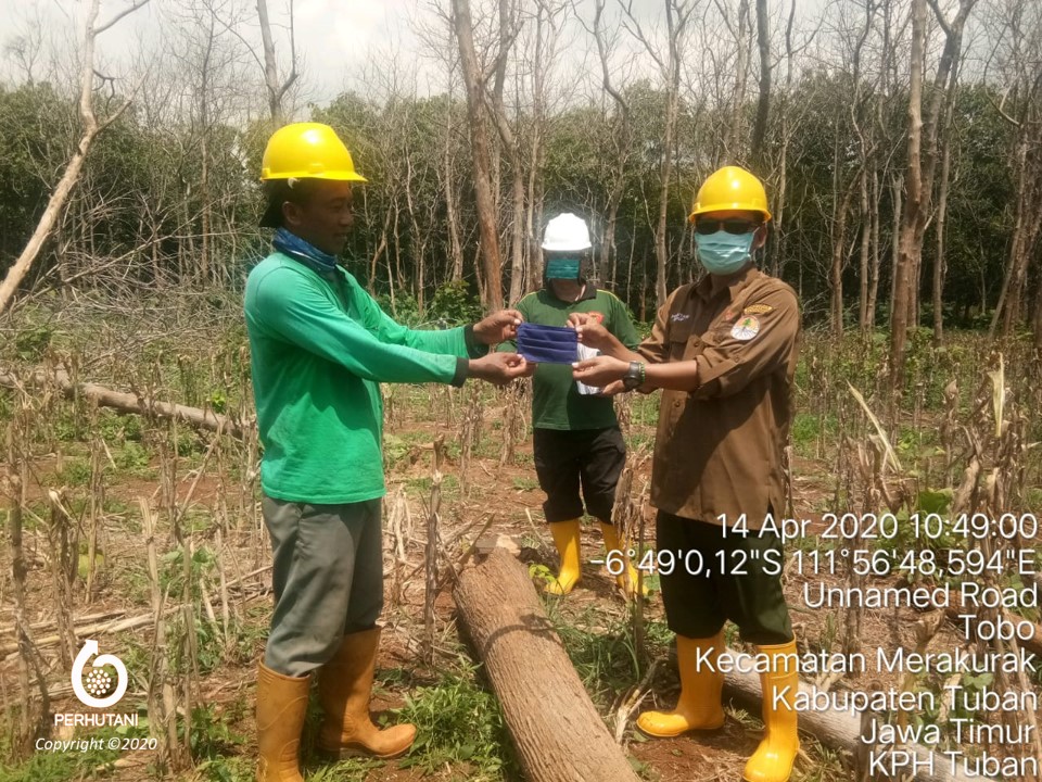 Perhutani Perhutani Bagikan Masker Kepada Petugas Produksi Kayu Di Tuban