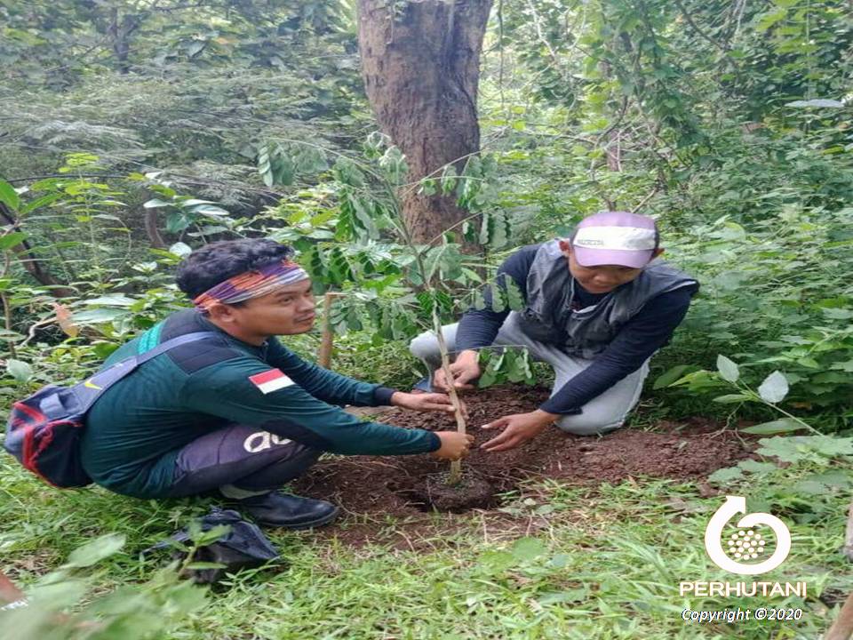 Perhutani Perhutani Bersama Stakeholder Dan Lmdh Tanam Pohon Di Hutan Malahayu Brebes Perhutani