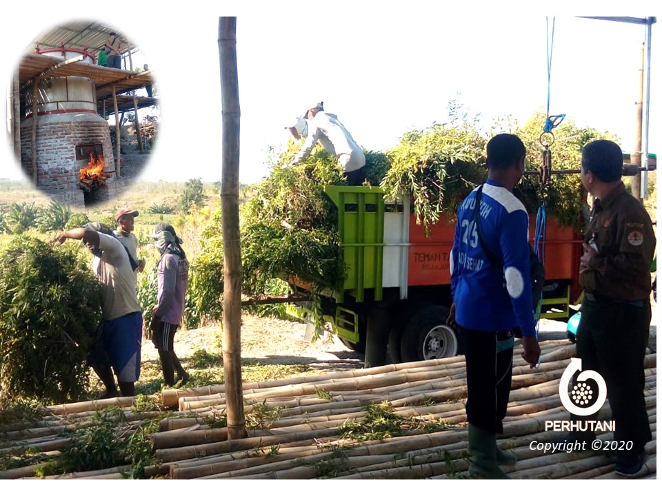 Perhutani Perhutani Kerjasama Penyulingan Daun Kayu Putih Dengan Lmdh