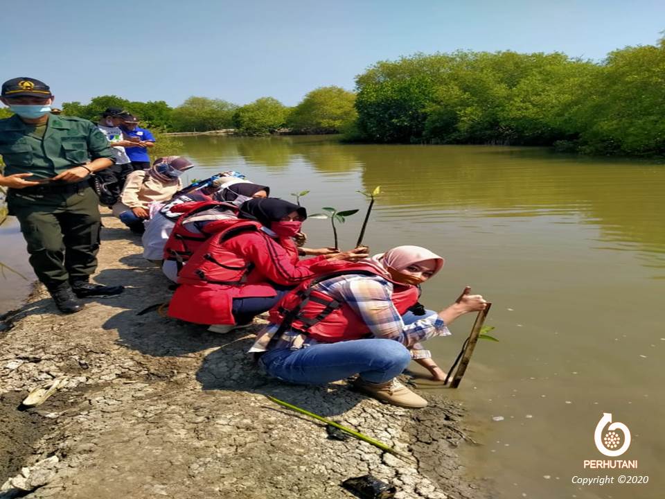 Perhutani Iik Perhutani Purwakarta Ikuti Penanaman Mangrove Bersama Di