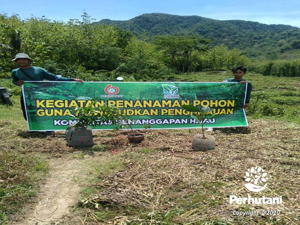 Perhutani Perhutani Komunitas Penanggapan Hijau Dan LMDH Tanam Pohon Pelindung Di Area HAS