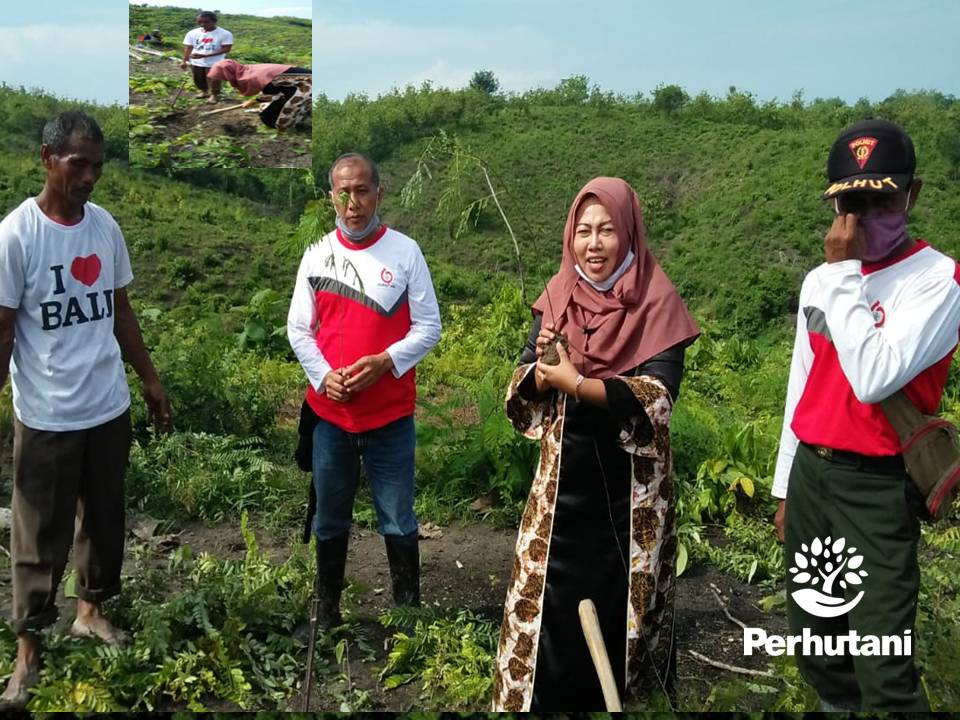 Perhutani Perhutani Bersama Cv Alfi Jaya Dan Lmdh Lakukan Penanaman Perdana Di Padangan Perhutani 9633