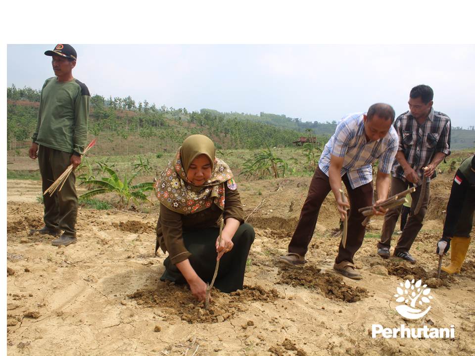 Perhutani Perhutani Bersama LMDH Wana Karya Tanam Bibit Gamal Di Mantingan Perhutani