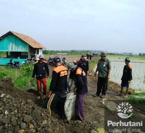 Perhutani Perhutani Bersama Lmdh Jagamulya Memperbaiki Jalan Desa Sukaselamet Indramayu Perhutani 4031