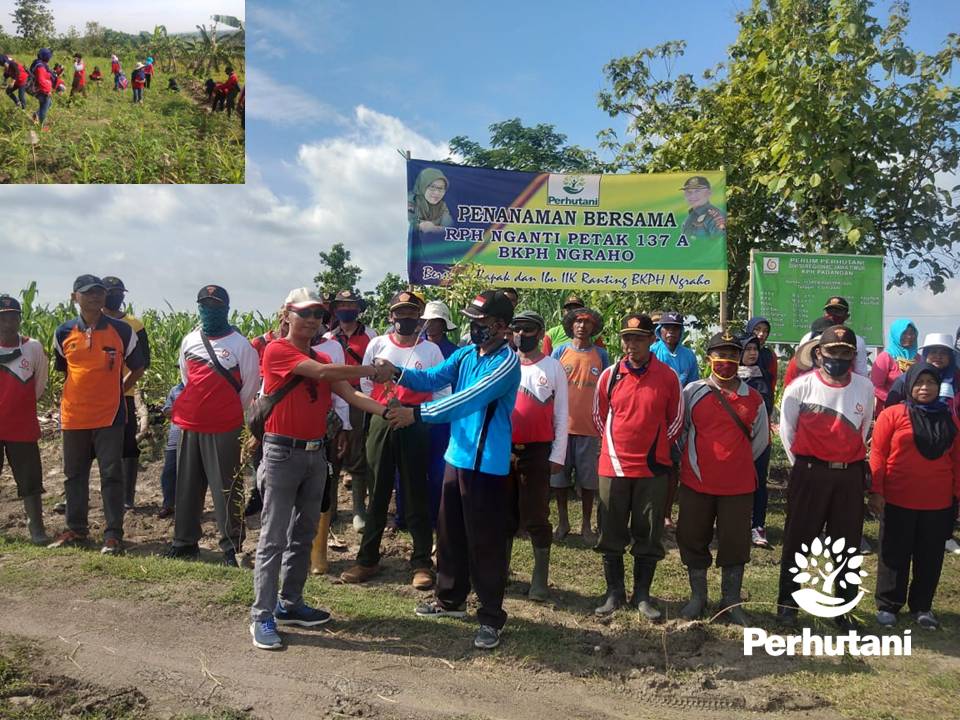 Perhutani Perhutani Bersama LMDH Jati Arum Tanam Kayu Putih 4 Ribu ...