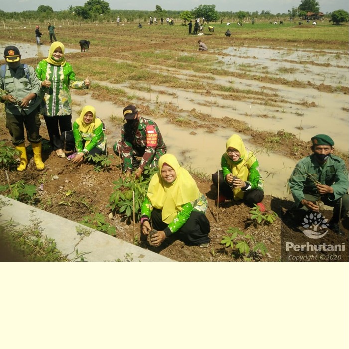 Perhutani Perhutani Dan LMDH Wana Makmur Lakukan Penanaman Kayu Putih ...