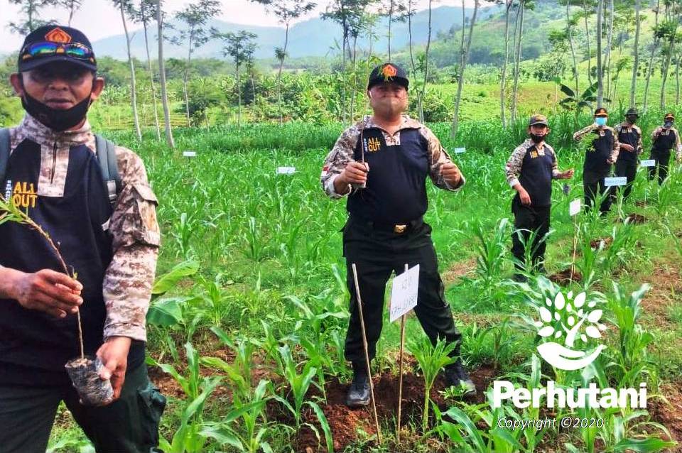 Perhutani Perhutani Bersama Pemdes Dan LMDH Tanam Bibit Kayu Putih ...