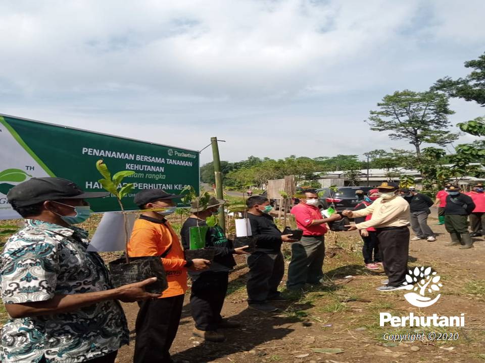 Perhutani Perhutani Gelar Penanaman Bersama LMDH Di Kendal Perhutani