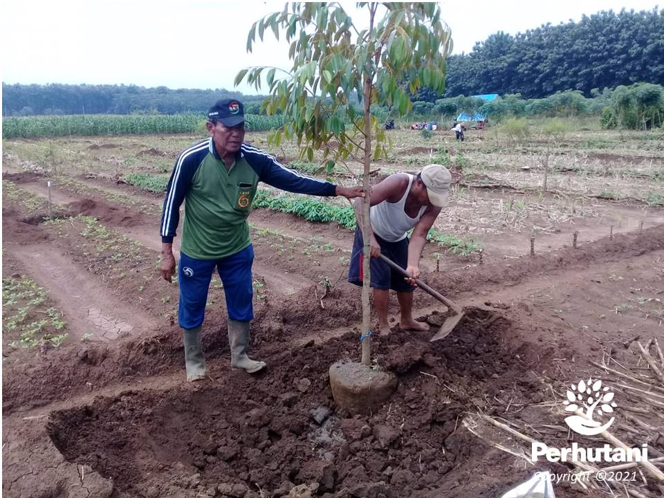 Perhutani Perhutani Bersama Lmdh Tanam Ratusan Bibit Durian Dan Alpukat Di Wisata Rintisan Agro 4197