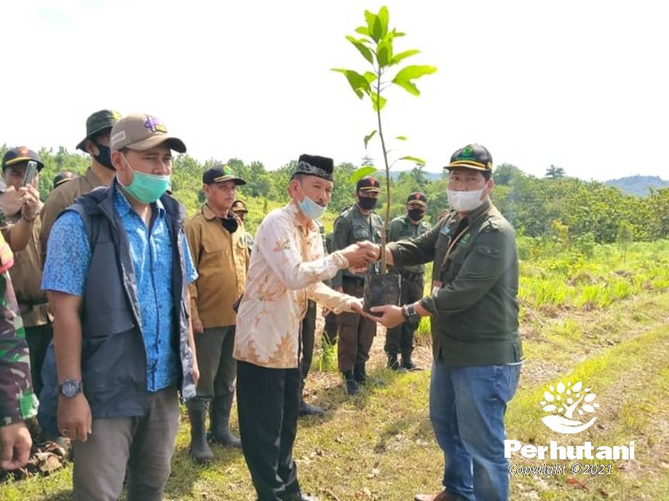 Perhutani Hut Perhutani Ke 60 Perhutani Kuningan Ajak Masyarakat Jaga