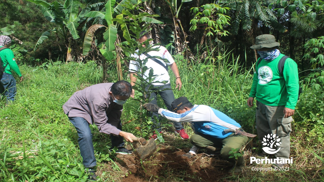 Perhutani Perhutani Bersama Masyarakat Tanam Bibit Macadamia Di Bumijawa Tegal Perhutani 5367