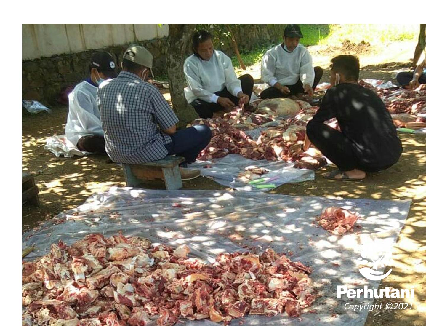 Perhutani Perhutani Bersama Lmdh Lakukan Pemotongan Hewan Kurban Di