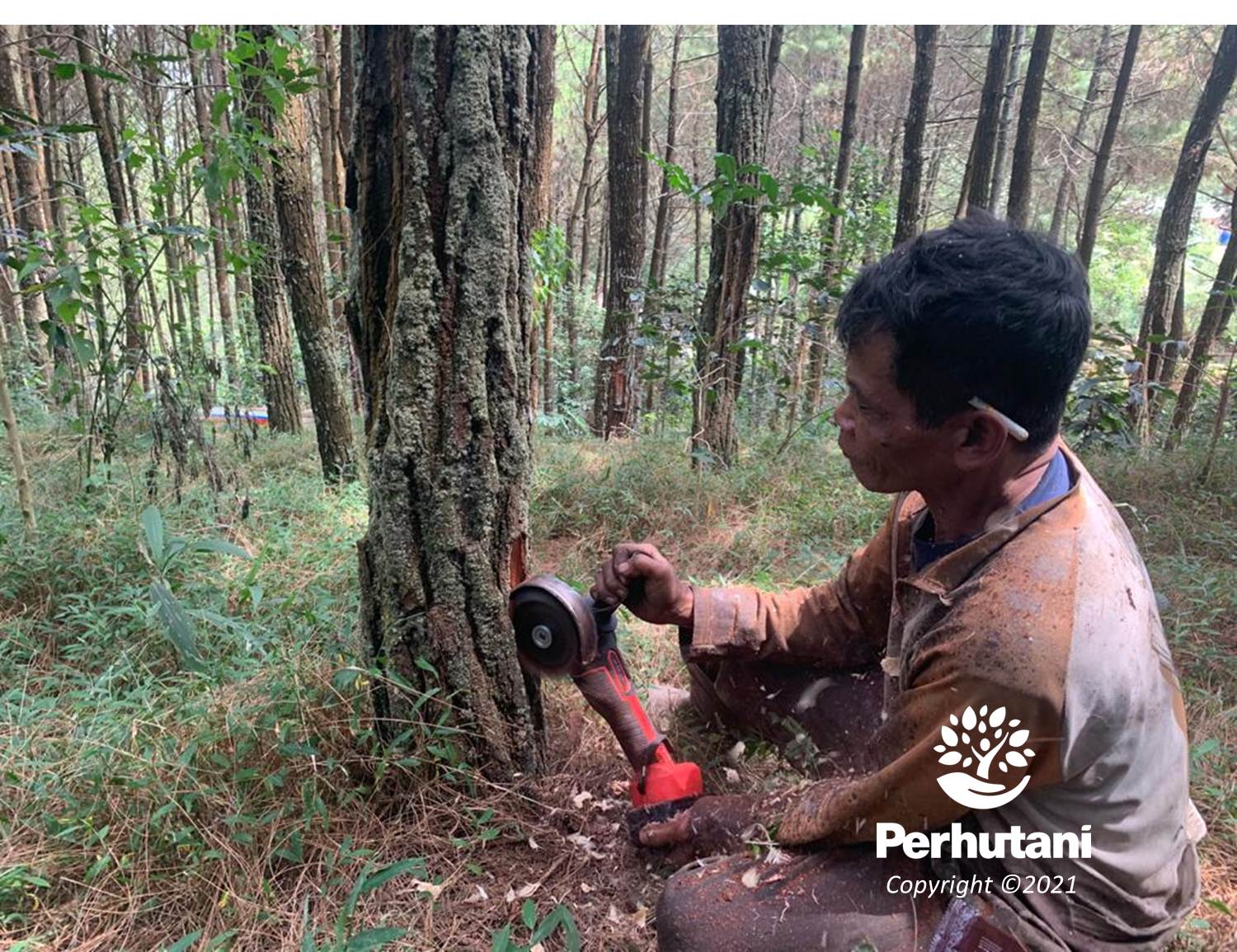 Perhutani Tingkatkan Produksi Getah Pinus Perhutani Bandung Utara Sosialisasikan Alat Sadap