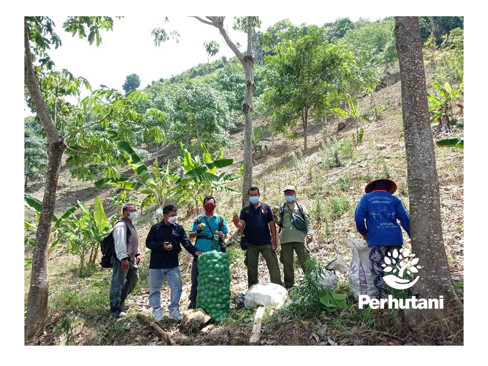 Perhutani Perhutani Jalin Kerjasama Agroforestry Kedondong Dengan Lmdh Jati Mulyo Di Mantingan