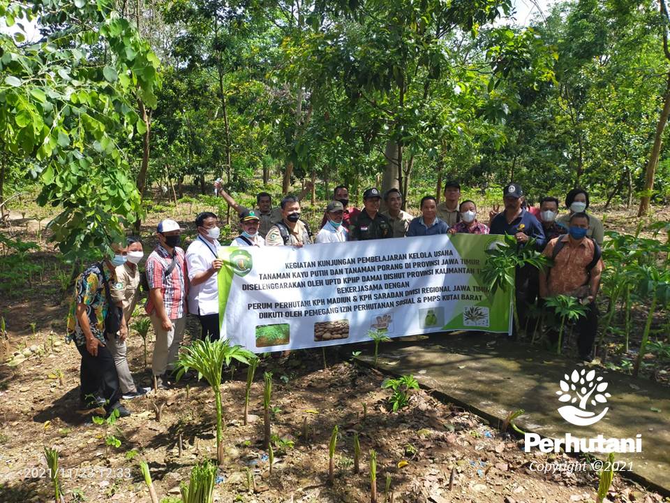 Perhutani Dinas Kehutanan Kaltim Belajar Budidaya Tanaman Porang Di Saradan Perhutani