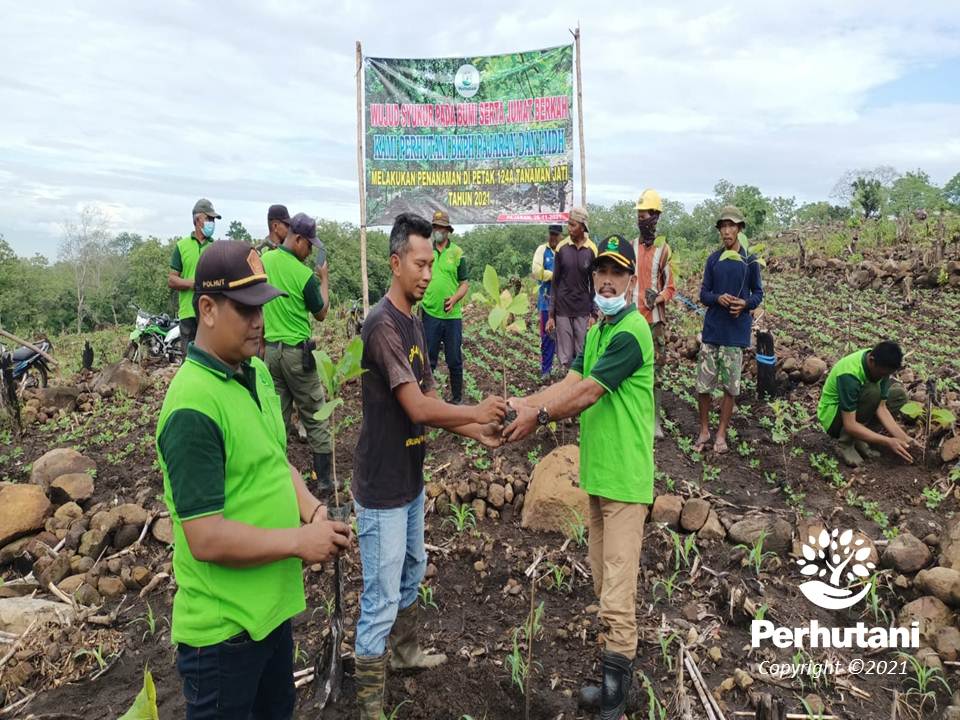 Perhutani Perhutani Bersama Dua Lmdh Tanam Jati Di Saradan