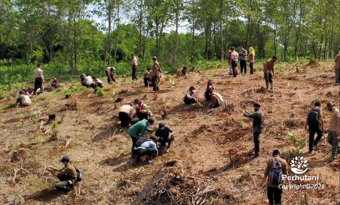 Perhutani Perhutani Bogor Gebyarkan Hari Menanam Pohon Indonesia Perhutani