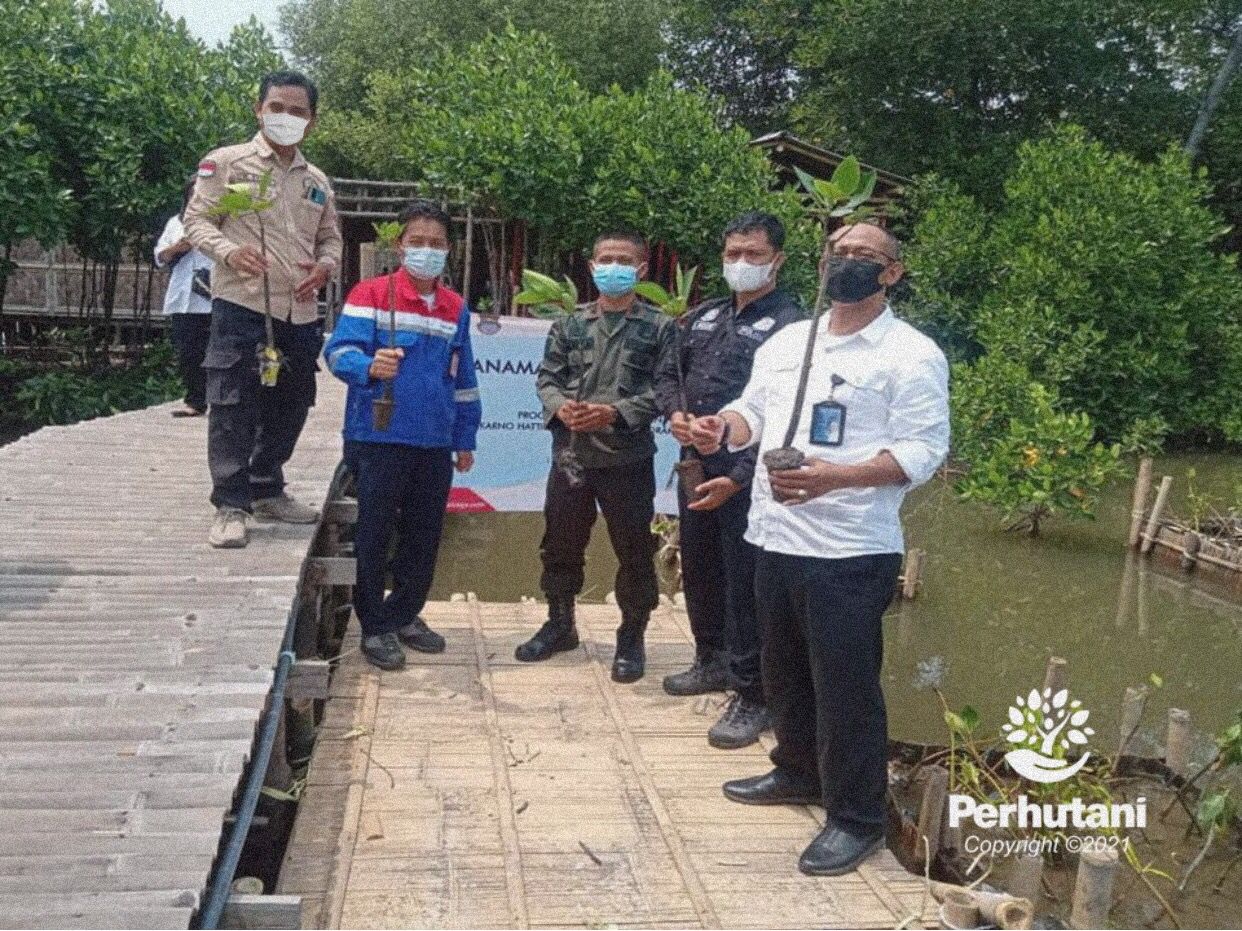 Perhutani Perhutani Bersama PT Pertamina Shafthi Lakukan Penanaman ...