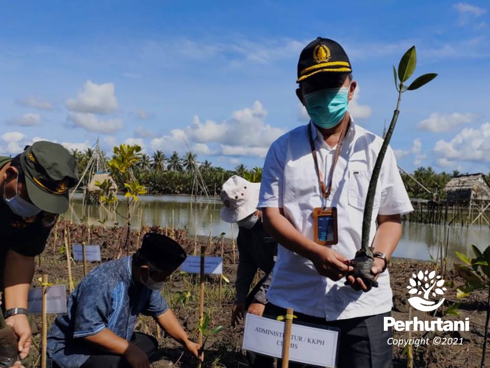 Perhutani Perhutani Ciamis Bersama Cdk Wilayah Vii Lakukan Gerakan Tanam Dan Pelihara Pohon