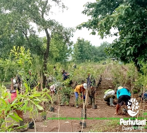 Perhutani Perhutani Bersama Lmdh Hutan Makmur Lakukan Penanaman Kayu Putih Di Indramayu Perhutani