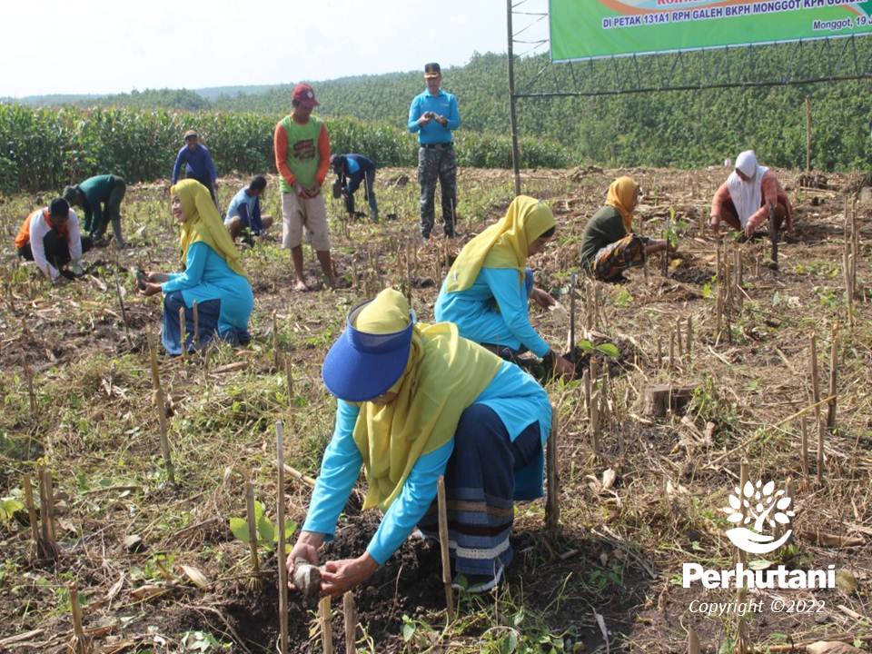 Perhutani Perhutani Bersama Iikp Dan Lmdh Tanam 1000 Bibit Pohon Di Gundih Perhutani 5405