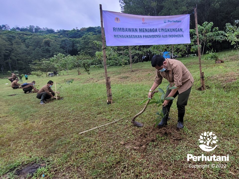 Perhutani Peringati Hari Bhakti Rimbawan Ke Perhutani Lakukan Penanaman Pohon Bersama Lmdh