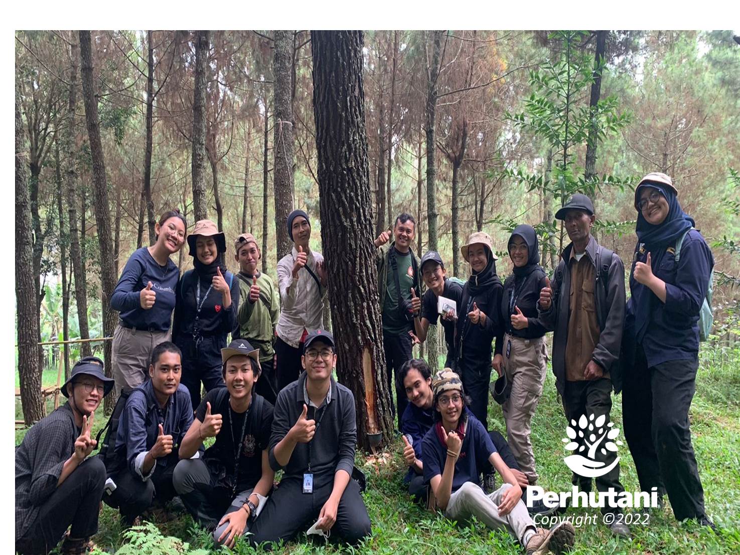 Perhutani Perhutani Bandung Utara Dampingi Mahasiswa Ipb Praktek Sadapan Getah Pinus