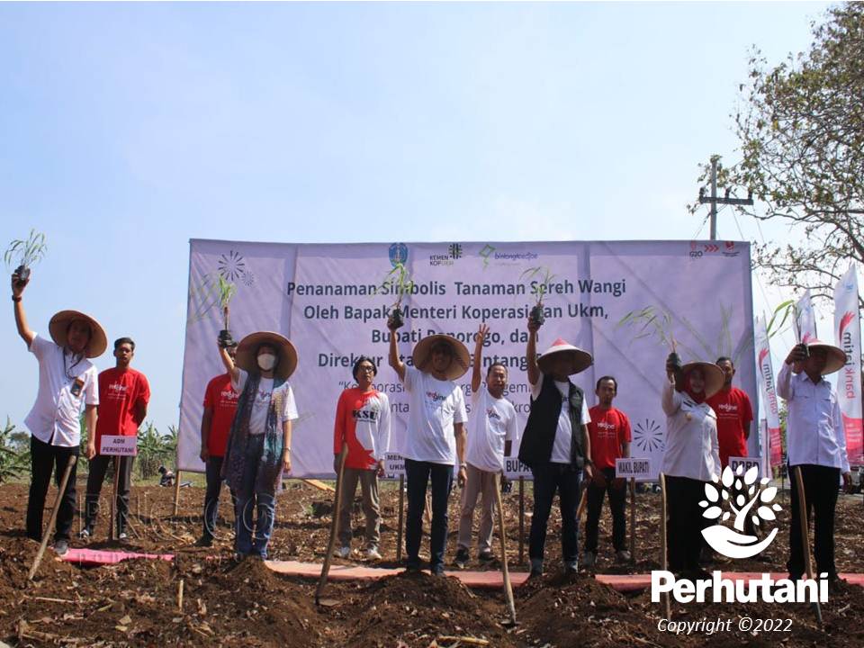 Perhutani Perhutani Berharap Kerjasama Penanaman Serai Wangi Di Ponorogo Bisa Berlanjut Untuk 7504