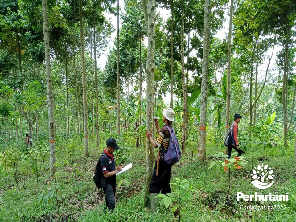 Perhutani Perhutani Bersama Pusat Riset Konservasi Tumbuhan Kebun Raya ...