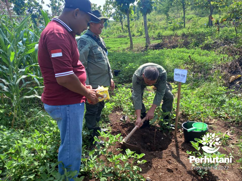 Perhutani Tanam Bibit Pohon Perhutani Bersama Muspida Hijaukan Pegunungan Kendeng Perhutani