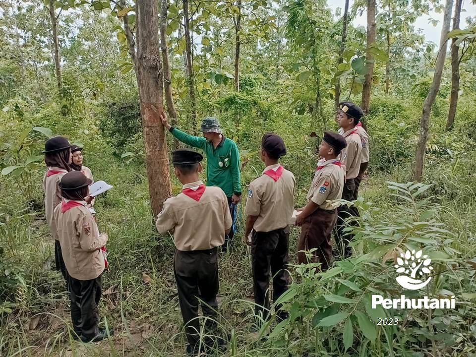 Perhutani Perhutani Bersama Saka Wana Bakti Lakukan Penghitungan Pohon