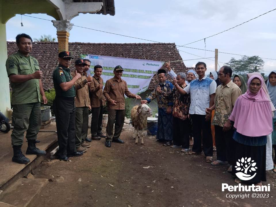 Perhutani Perhutani Salurkan Hewan Kurban Kepada Penyadap Getah Pinus Di Temanggung