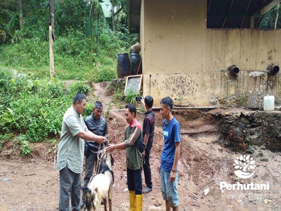 Perhutani Perhutani Salurkan Bantuan Hewan Qurban Kepada Para Mitra Kerja Di Tpg Cibeet Wanareja