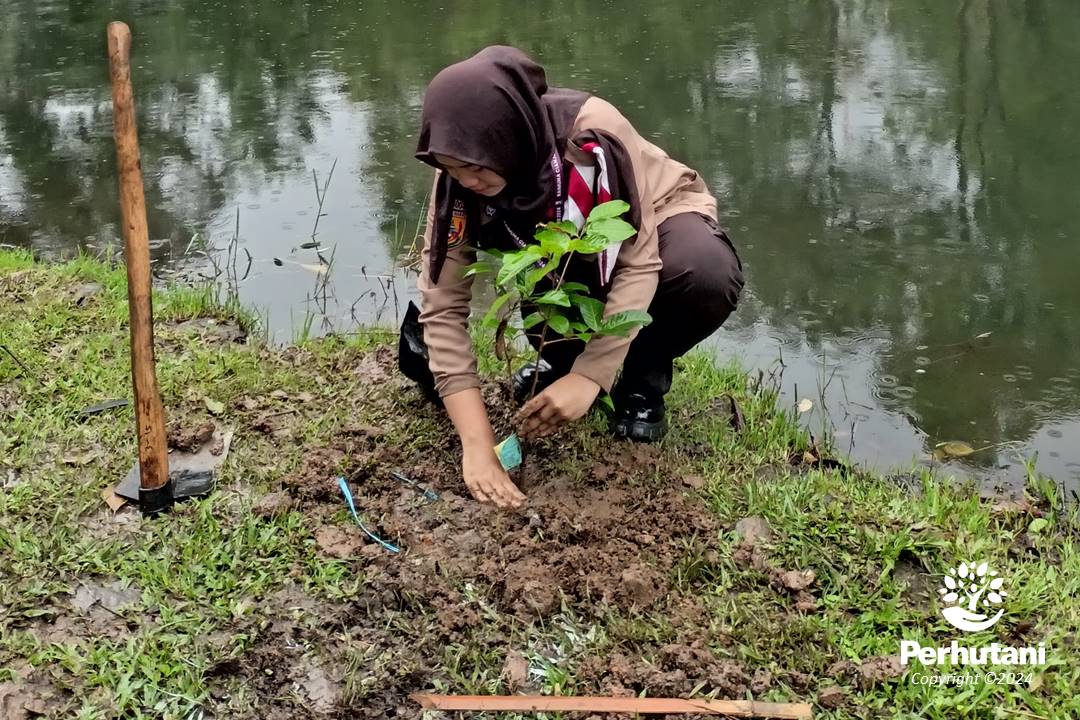 Perhutani Perhutani Bersama Saka Wanabakti Gelar Penanaman Bersama Di Raimuna Cabang Cianjur